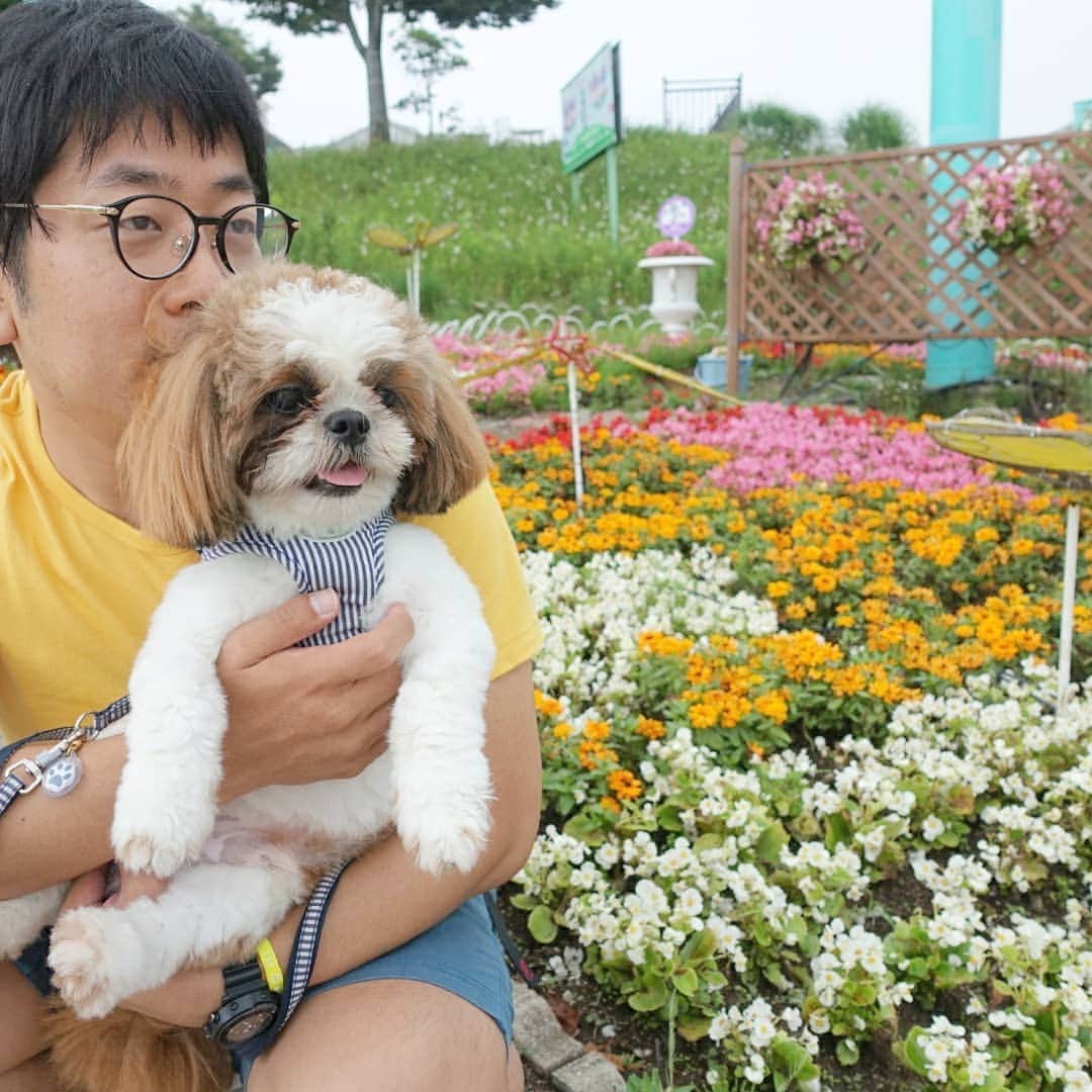 川面千晶のインスタグラム：「ワンコも入れる生駒山上遊園地🎠🐶 トッポはじめてロープウェイに乗って遊園地に行きました😊 涼しい日だったからあんまりハァハァならずに行けたね〜✨ #シーズー #生駒山上遊園地 #メルヘンおじさん」