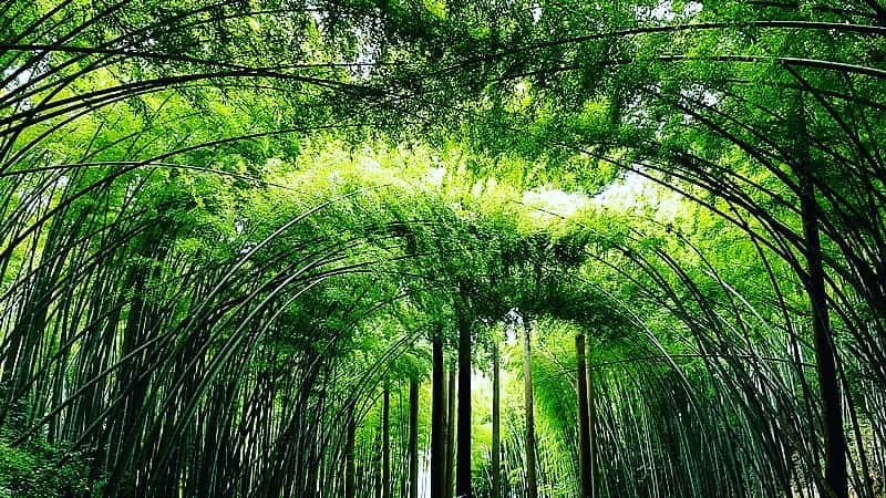 竹虎さんのインスタグラム写真 - (竹虎Instagram)「今日は竹の日。七夕で笹につけた短冊に願いを込める日であり、日本最古の物語である竹取物語に登場するかぐや姫の誕生日とも言われています。日頃見過されているお近くの竹を愛でる日です。 .  #竹虎 #虎斑竹専門店竹虎 #山岸竹材店 #竹虎四代目 #TAKETORA #竹屋 #竹製品 #竹細工 #竹工芸 #竹 #bamboo #虎竹 #真竹 #青竹 #白竹 #淡竹 #孟宗竹 #竹の日 #七夕 #かぐや姫 #竹取物語 #竹を愛でる日」7月7日 8時05分 - taketora1894