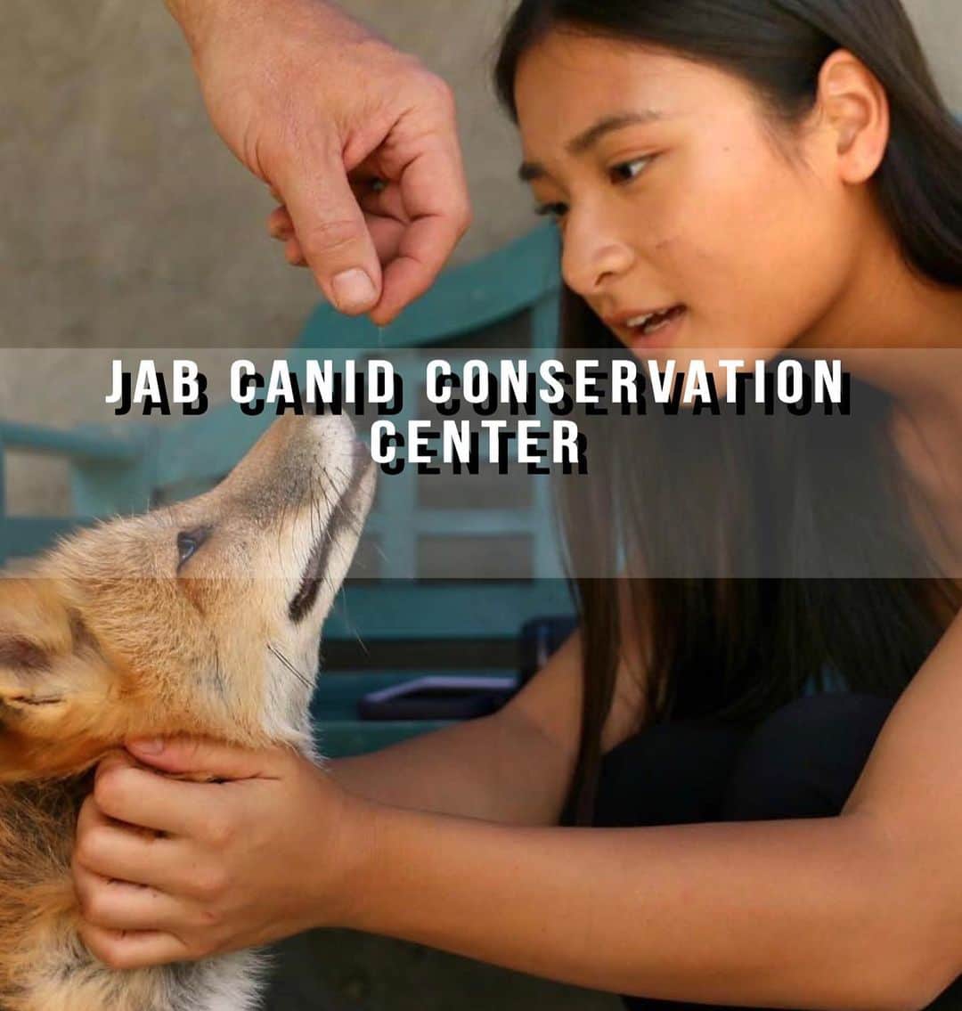 Rylaiさんのインスタグラム写真 - (RylaiInstagram)「The Center in the News!!! Last week we were honored to host the folks from @hiddensandiego.  We shared with them our mission for the center and our passion for canids! . https://hiddensandiego.net/jab-canid-conservation-center.php . I am sharing a few photos from their article, but would love and appreciate if you had a chance to read it and share it! As a start up non profit, visibility is key to attracting key donors to support our programs and conservation efforts!! . Looking for food vendors to support our grand opening weekend!!! Good visibility and we never forget those that have supported us!!! We have lots of work to do!!! But #ittakesavillage!! . Upcoming events:  July 28th @arcanabrewing 1-5 Aug 3: Julian Wonderfest  Oct 5-6: Grand Opening From Russia with Love . Volunteer days to help build enclosures and landscape!!! . #supportlocal #lovefoxes #viktor #maksa #mikhail #russiandomesticatedfoxes #russianfoxes #belyaevfoxes #ngsd #archer #archie #lovecanids #lovedogs #dogsofinstagram #primitivedogs #newguineasingingdog #hiddensandiego #jabcecc #siberiancupcakes #saveafox #rescueafox #saveadog #rescueadog #sandiego #fromrussiawithlove @visitjulian #julian」7月6日 23時52分 - jabcecc