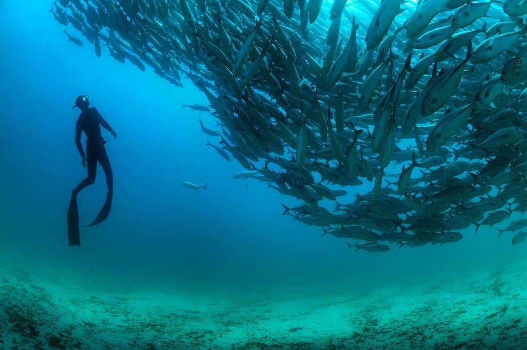 Thomas Peschakさんのインスタグラム写真 - (Thomas PeschakInstagram)「My assistant @animal_ocean free dives beneath the largest school of fish I have ever encountered. This mass of Bigeye trevally is resident in  Baja California's Cabo Pulmo marine reserve.  These fish earn more tourism dollars as a living attraction for scuba divers than they would on a fish market slab or on someones barbecue. Shot on assignment for @natgeo magazine #picoftheday #nature #love #diving #ocean #baja #mexico #freediving @maresmexicanos」7月6日 23時45分 - thomaspeschak