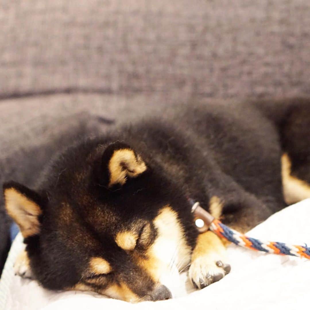 黒豆柴こむぎのグルメインスタ