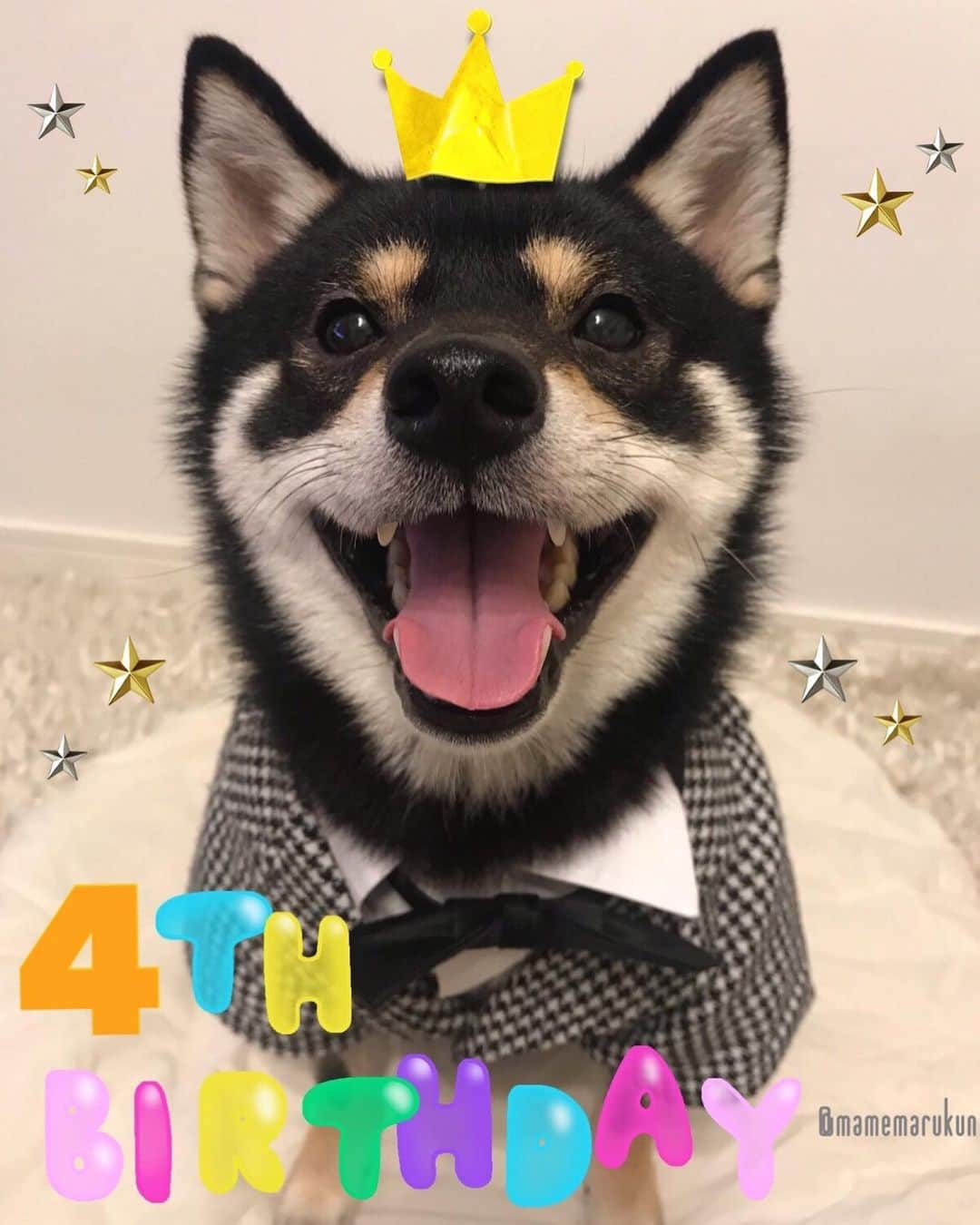 まめ丸のインスタグラム：「* じゃじゃじゃじゃーーーん❣️ 今日でぼく『4さい』になったんだって🐶💓 毎年いってるけど今年こそ【オトナの男🎩】に なるぞー🐶⭐️ ことしもよろしくねー🐶💓 #ブログにぼくの誕生日の秘密かいたよ🐶❣️ * Today is my 4rd birthday🐶🎂‼️ Thank you for following me, likes, and a lot of comments🐶💓 Please keep in touch🍀 --------------------------------- I updated my blog🐶💓 The URL is in my profile. Please visit it if you have time❣️ * #プレゼントもらったよ #2枚目はパパママから3枚目はいただいたプレゼント * いつもいいねやコメントありがとうございます☺︎コメントあまり返信できずごめんなさい💦全部楽しく拝見しております❣️4歳のまめ丸もよろしくお願いします🙇‍♂️🙇‍♀️ * #柴犬#豆柴#柴#黒柴#ふわもこ部#shiba#shibainu#shibastagram#shibadog#puppy#instadog#dogstagram#dog#instashiba#petstagram#pet#adorable#cutedog#강아지#doglover#weeklyfluff#happybirthday#birthday#birthdayboy#誕生日#タキシードまめ丸#まめ丸バースデー」