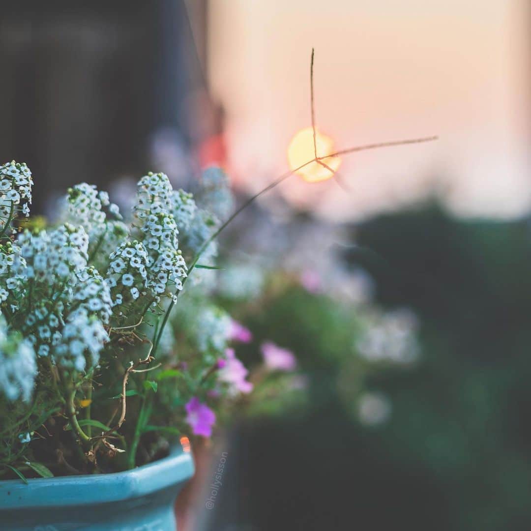 Holly Sissonのインスタグラム：「It’s another hot & steamy day! Hope you are having nicer weather where you are.  #toronto ~ Canon 1D X MkII + 50 f1.4 @ f2 (See my bio for full camera equipment information plus info on how I process my images. 😊)」