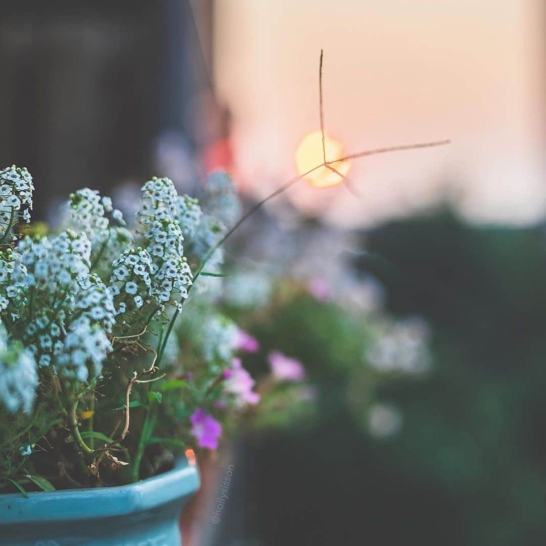 Holly Sissonさんのインスタグラム写真 - (Holly SissonInstagram)「It’s another hot & steamy day! Hope you are having nicer weather where you are.  #toronto ~ Canon 1D X MkII + 50 f1.4 @ f2 (See my bio for full camera equipment information plus info on how I process my images. 😊)」7月7日 0時03分 - hollysisson