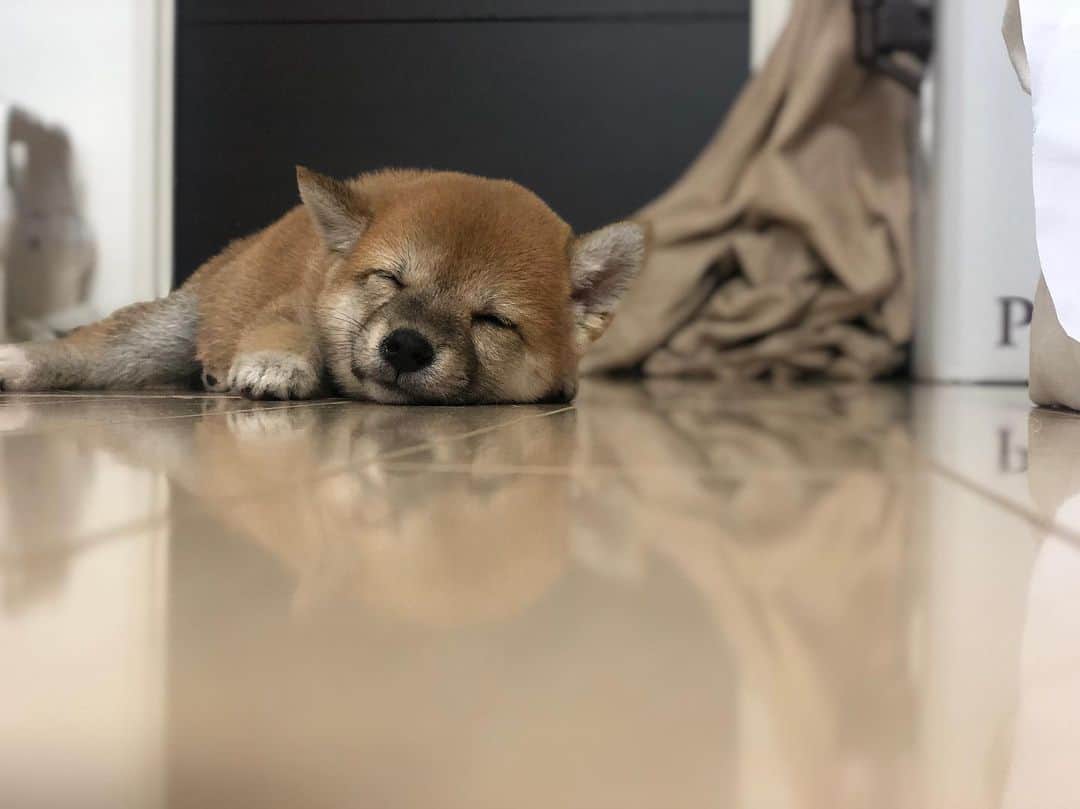 藤崎里菜さんのインスタグラム写真 - (藤崎里菜Instagram)「昼間、遊び疲れて寝ちゃった時の写真💤  #豆柴 #豆柴子犬  #生後2ヶ月 #犬がいる生活 #犬 #dog #japanesedog #shibainu  #shiba #日本犬 #子犬 #天使」7月7日 0時23分 - rina_fujisaki