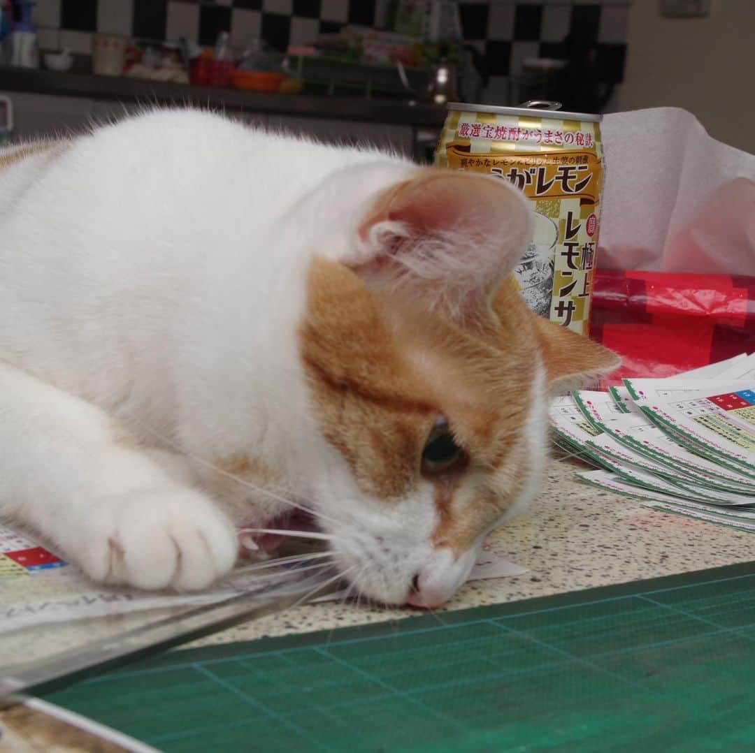 Kachimo Yoshimatsuさんのインスタグラム写真 - (Kachimo YoshimatsuInstagram)「作業を邪魔するヒト。 #uchinonekora #ounari #neko #cat #catstagram #kachimo #猫 #ねこ #うちの猫ら http://kachimo.exblog.jp」7月7日 1時01分 - kachimo