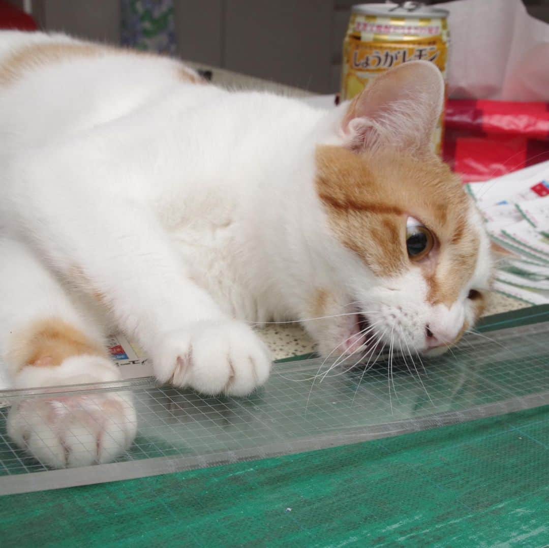 Kachimo Yoshimatsuさんのインスタグラム写真 - (Kachimo YoshimatsuInstagram)「作業を邪魔するヒト。 #uchinonekora #ounari #neko #cat #catstagram #kachimo #猫 #ねこ #うちの猫ら http://kachimo.exblog.jp」7月7日 1時01分 - kachimo