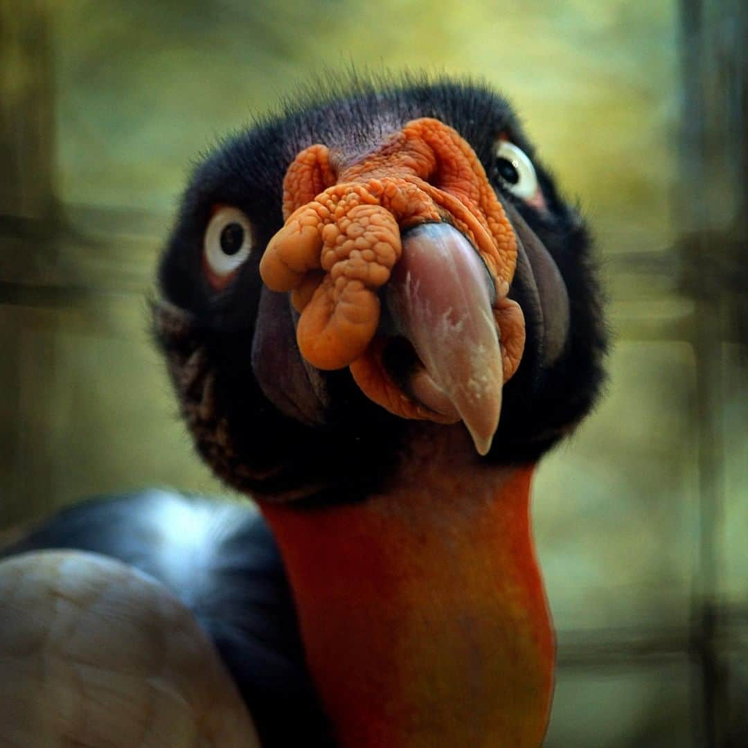 アニマルプラネットさんのインスタグラム写真 - (アニマルプラネットInstagram)「This Panama King Vulture is SO zany. They spend hours soaring through the air without flapping their wings looking for dead animals to feed on. Who said scavengers aren't cool looking too?! . . . . . . #animalplanetupclose #animalsofinstagram #animalplanet #animaloftheday #wild #wildlife #outdoors #animals #wildanimals #conservation #nature #animallovers #instanature #wildgeography #kingvulture」7月7日 1時00分 - animalplanet