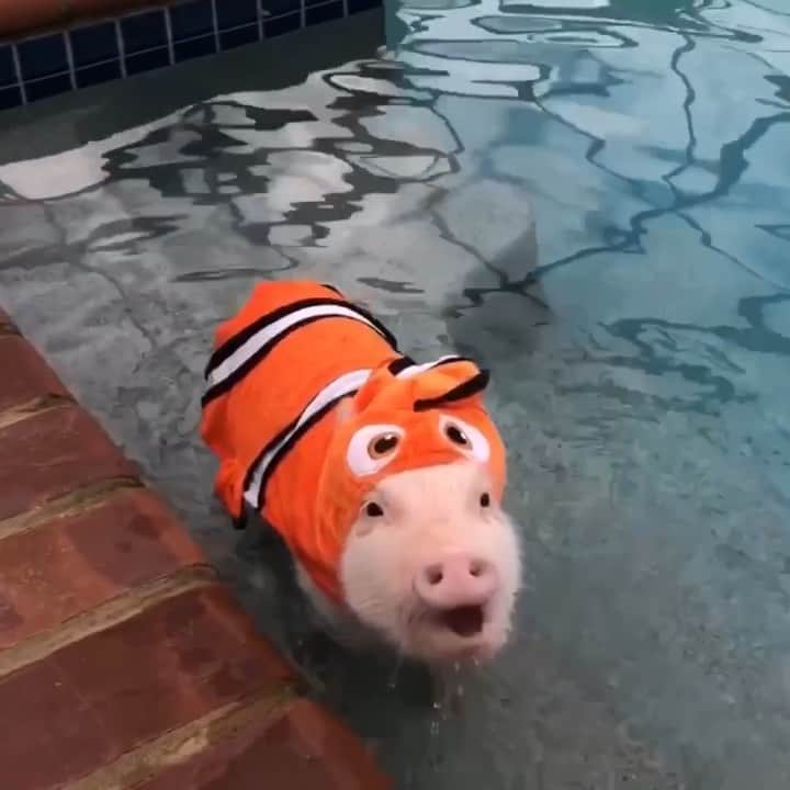 のインスタグラム：「Penn may be a clown fish but he has something to say that’s no joke...”Fish are friends not food!”🐷💦🐠#justkeepswimming #findingnemo #friendsnotfood #PiggyPenn #PrissyandPop」