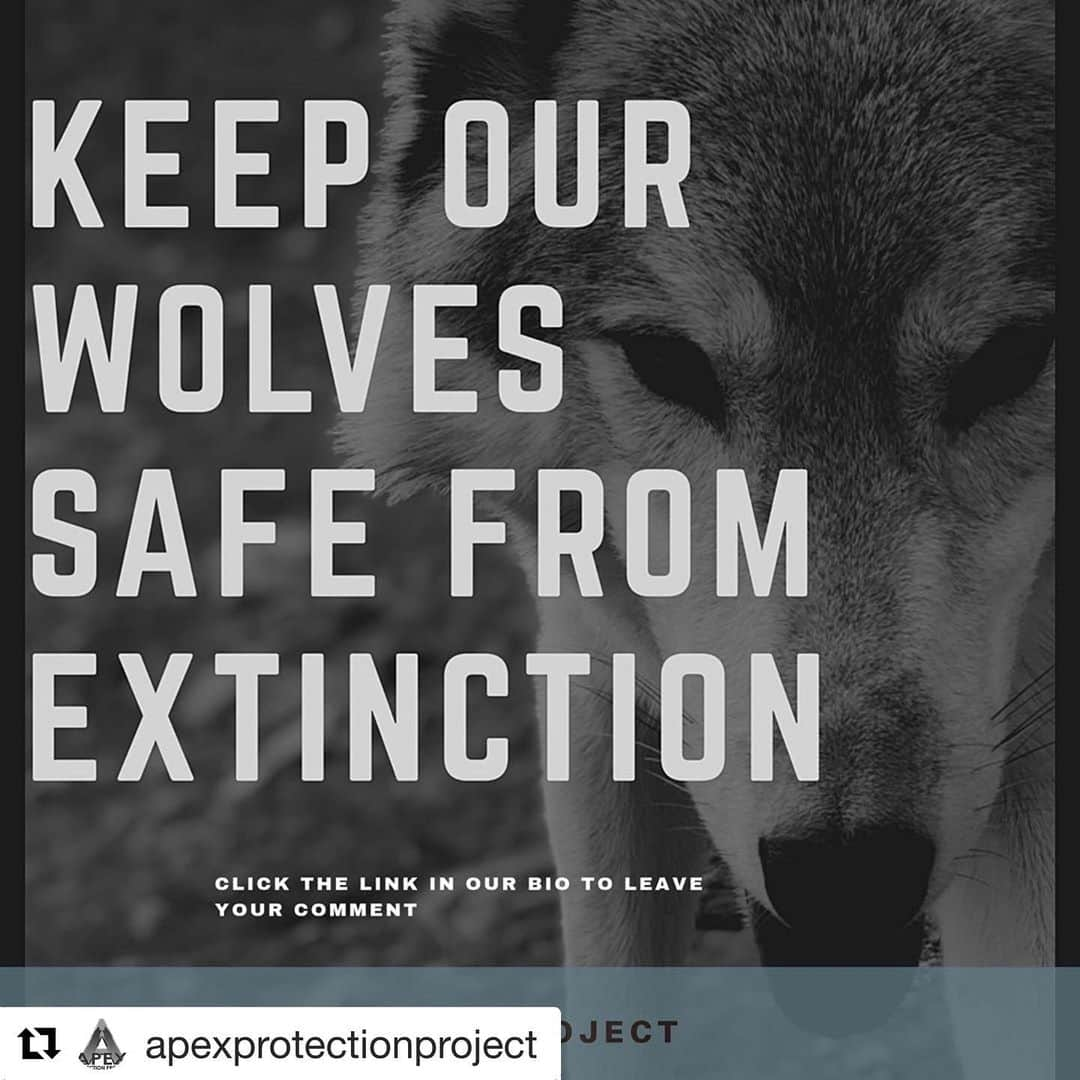 セス・グリーンさんのインスタグラム写真 - (セス・グリーンInstagram)「#Repost @apexprotectionproject ・・・ 🚨URGENT🚨: U.S. Fish and Wildlife Services announced that they have extended the public comment period for wolves. This is because of you! . This is great news — and a chance for us to keep the pressure on. The new comment deadline has been moved to July 15!! . Wolf supporters have already submitted over 1 million comments opposing the administration’s disastrous plan, thanks to all of you for your amazing work — but we’re not done yet. . We still need more comments to come in and we STILL need your support. If you already commented asking to keep wolves on the endangered species list, please let your friends know how you have made a difference and how they can do it too! . Let’s show the Department of Interior that Americans want their wolves protected! . Click the link in our bio to leave your comment and share share share! Together we can make a difference. . #protectwolves #defendersofwildlife #usfishandwildlifeservice #wolvesofinstagram #speakforwolves #endangeredspecies #environment #government #wolfmanagement #wildlifeconservation #endangeredspeciesday #graywolves #conservation #wolf #wolves #stopextinction #nature #animaladvocate #animals #wildlifeplanet #ignitechange」7月7日 1時16分 - sethgreen