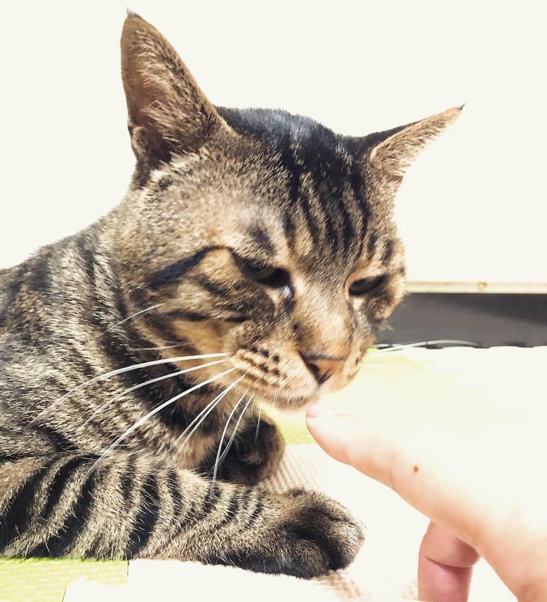 Musashiさんのインスタグラム写真 - (MusashiInstagram)「夜ムサシ。美味しいお鮨を食べて帰ったきた私の指の匂いをチェック。The finger that smells of sushi.🍣 #musashi #mck #cat #キジトラ #ムサシさん #musashi_the_cat #ねこすたぐらむ」7月7日 1時39分 - _daisy