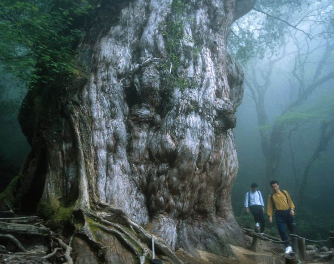 Michael Yamashitaさんのインスタグラム写真 - (Michael YamashitaInstagram)「Estimated to be between 2,170 and 7,200 years old, Jomon Sugi is the oldest and largest among the old-growth cryptomeria trees on the island of Yakushima in Japan. With a height of 83 ft, and a trunk circumference of 54 ft, it is the largest conifer in Japan. Shortly after this photo was taken in 1993, the year it was also dedicated as a World Heritage Site, access was restricted to an observation deck built at a distance of 49 ft from the tree. #jomonsugi #Yakushima #oldgrowth」7月7日 2時01分 - yamashitaphoto