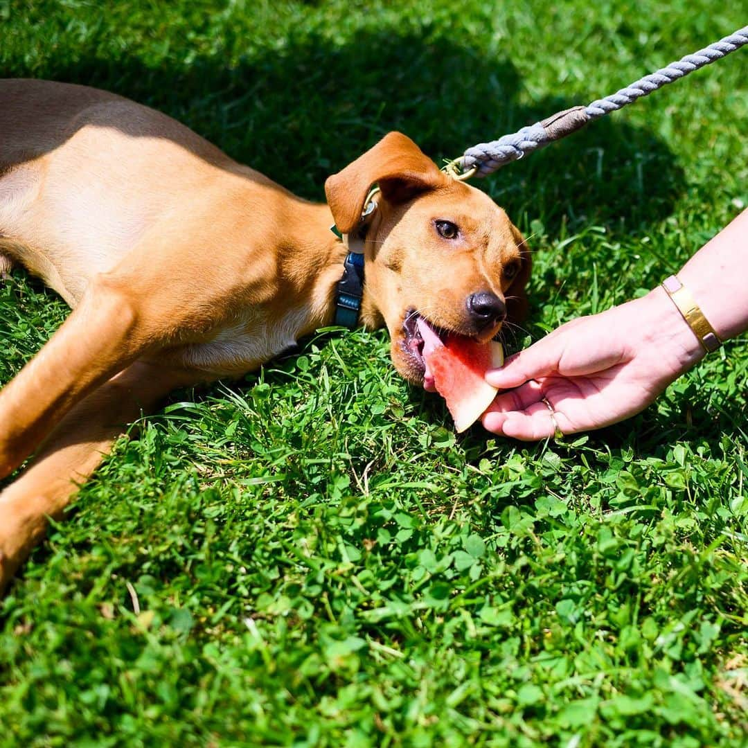 The Dogistさんのインスタグラム写真 - (The DogistInstagram)「Wally, mix (5 m/o), Water Street, Woods Hole, MA • “It’s his first watermelon and he loves it.”」7月7日 2時33分 - thedogist