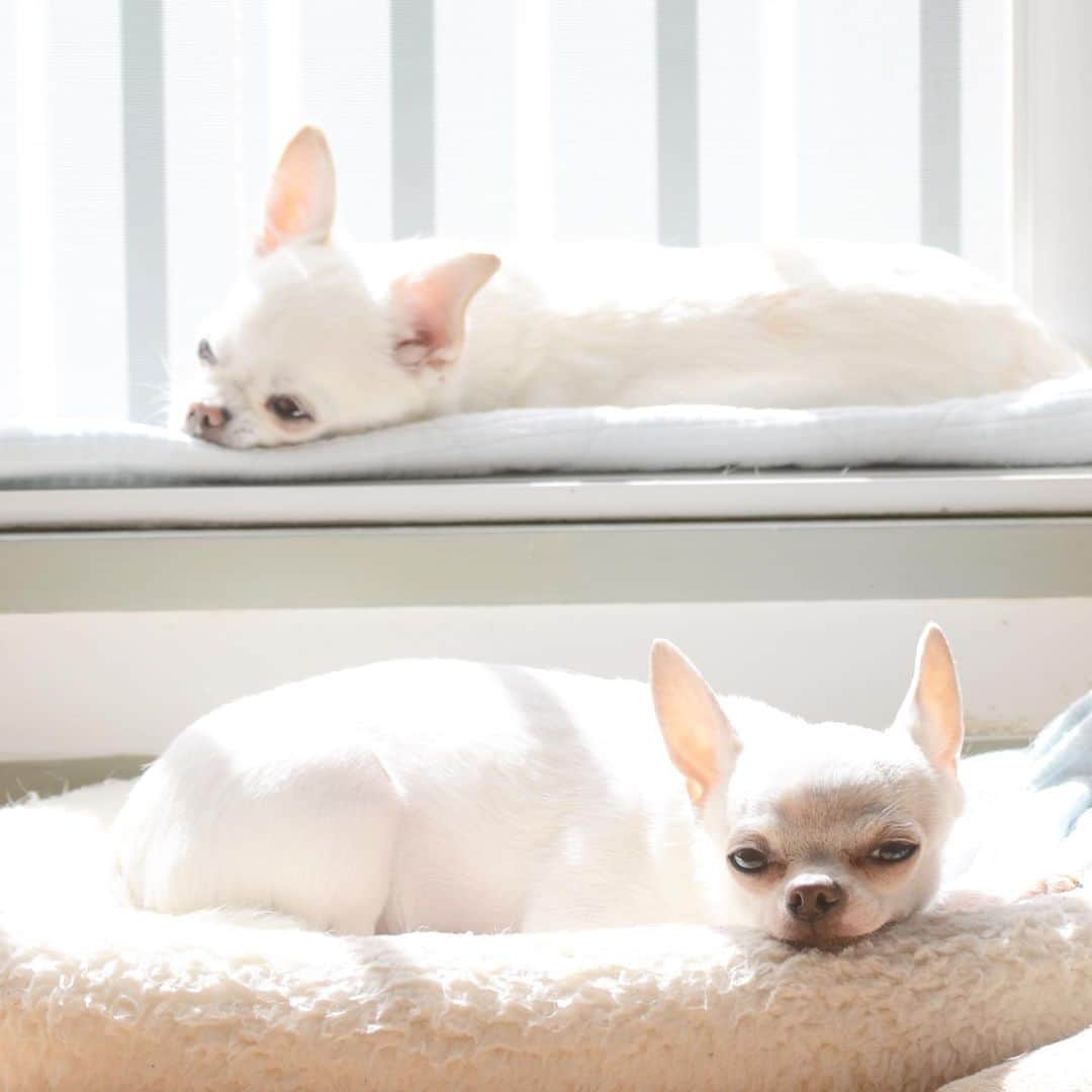 KORIKIのインスタグラム：「おはようございます♪ * #日常 #dogofsapporo #dog, #dogs, #dogstagram,#chihuahua,#犬バカ部,#チワワ,#koriki, #hanadog #白スムチ連合会, #スムチー,  #dogofthedayjp, #dogoftheday  #ilovemydog #instadog #instapet #WhiteChihuahua  #吉娃娃 #치와와  #dogsofinstagram #Chihuahualover  #チワワの輪 #barkbox #WhiteChihuahuaParty #もふもふモフモフ」