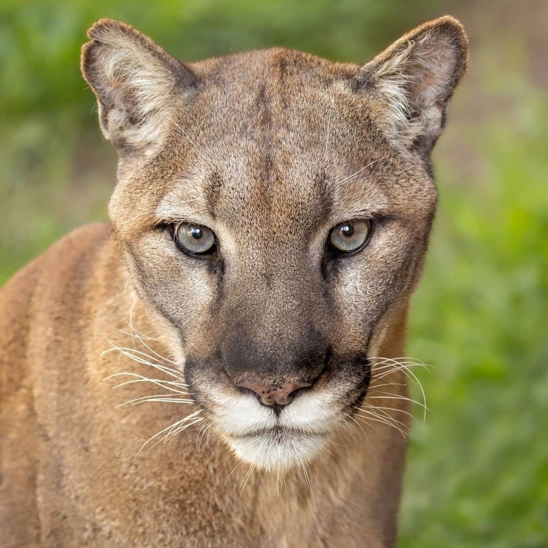 San Diego Zooさんのインスタグラム写真 - (San Diego ZooInstagram)「Mountain lions Koya & Kima (pictured) came to us in 2006 and 2007, respectively, after they were found orphaned in the wild. Now they give our guests a chance to experience these majestic cats, which frequently roam the hills just east and north of San Diego. 📷: Penny Hyde #prettypuma #ghostcat #caturday #catstagram #pumasofinstagram #sandiegozoo」7月7日 3時01分 - sandiegozoo