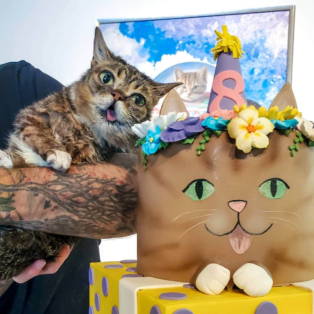 Lil BUBさんのインスタグラム写真 - (Lil BUBInstagram)「BUB's 8th Birthday Bash was a huge success! Over $10,000 raised, and a special thanks to @halopets' gift of 4,000 bowls of fresh cat food to @kittybungalow #goodbirthdaybub」7月7日 3時13分 - iamlilbub