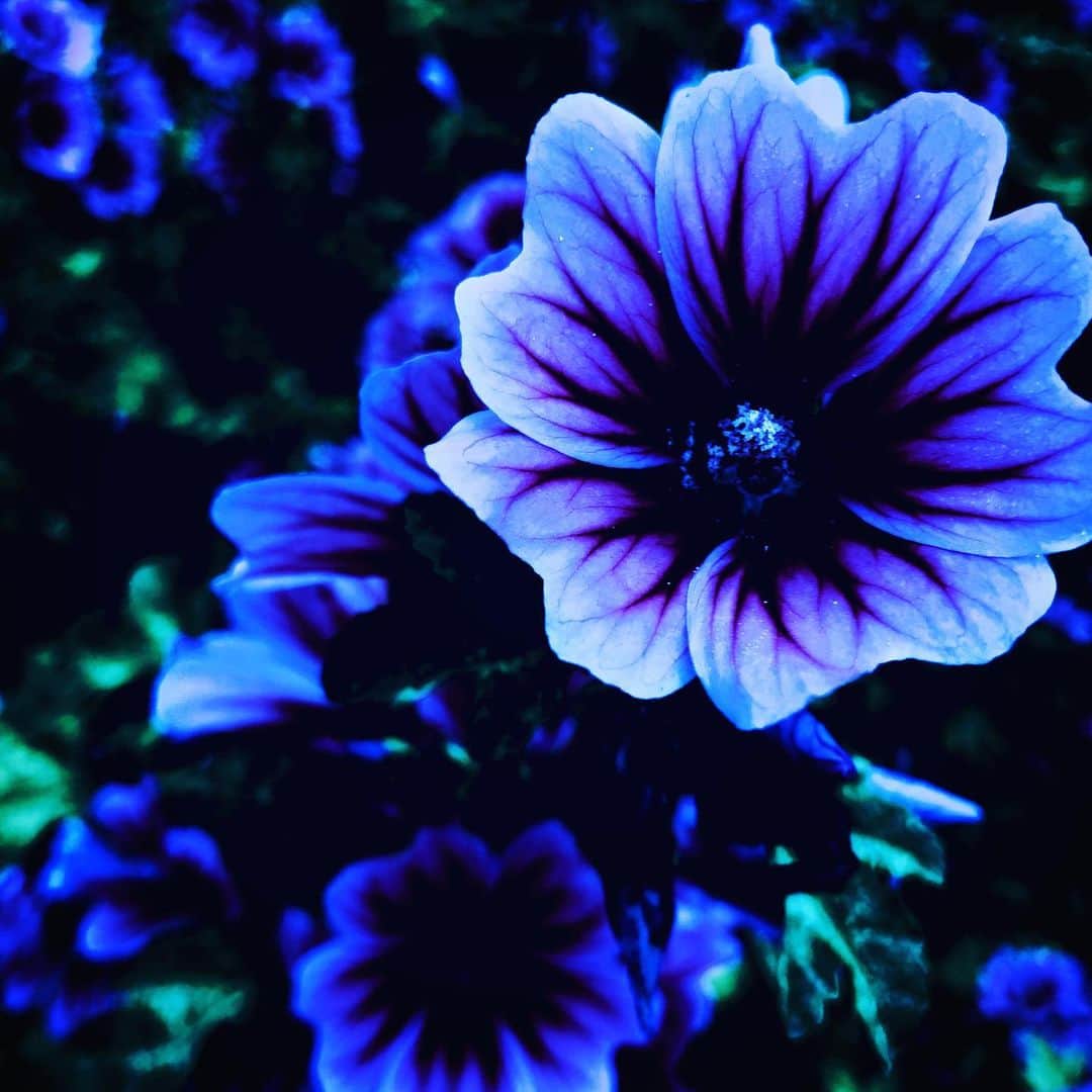江田由紀浩さんのインスタグラム写真 - (江田由紀浩Instagram)「青い花。 #青 #青い #花 #青い花」7月7日 3時37分 - eda_yukihiro
