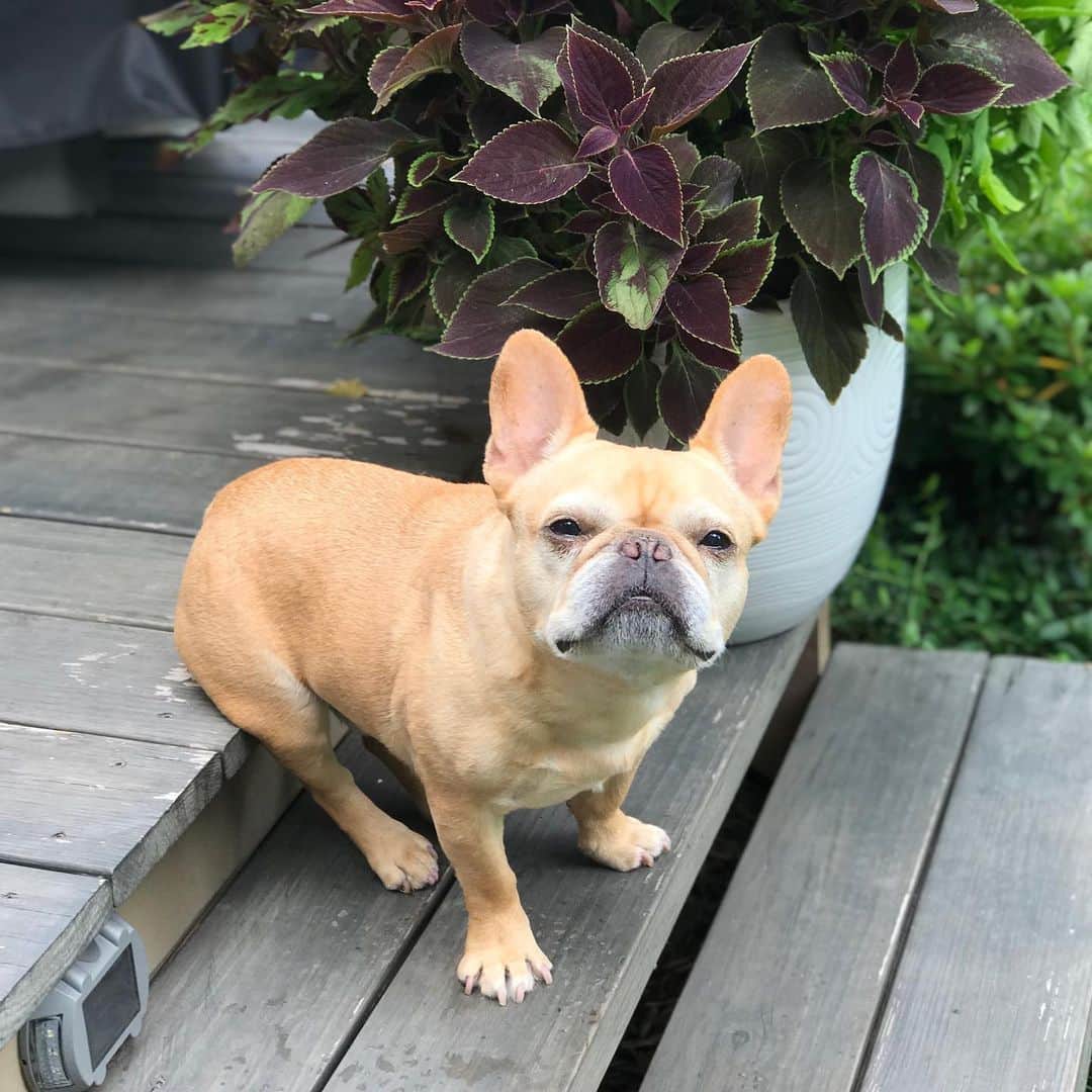 Hamlinさんのインスタグラム写真 - (HamlinInstagram)「I like to sits where I want to sits. Just add chips and dip to complete the relaxation situation. .......... #saturday #lazy」7月7日 3時49分 - hamlin_the_frenchie