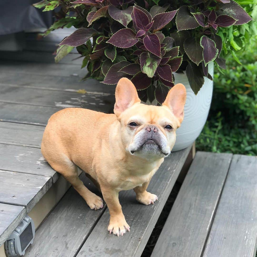 Hamlinのインスタグラム：「I like to sits where I want to sits. Just add chips and dip to complete the relaxation situation. .......... #saturday #lazy」