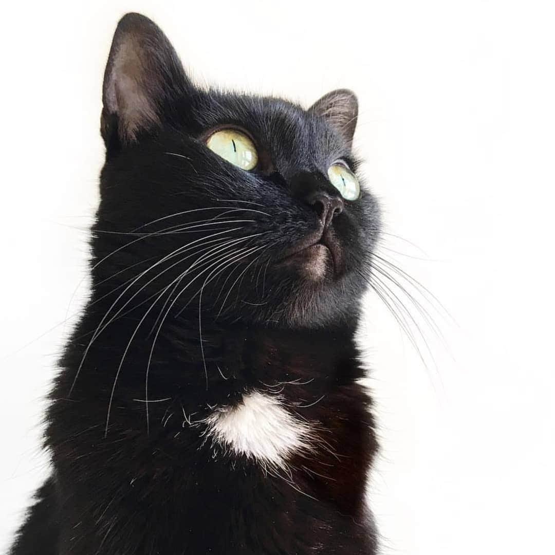 CatStockerのインスタグラム：「Hello! #catstocker is here!  Follow our FURRriend @lizwithdiamonds  Scroll right for more pictures 👉 . . . . . . . #cat #neko #mačka #chat #kočka #котка #kotek #kot #кіт #mače #кошка #кот #katze #gato #gatto  #子猫 #kattunge #猫 #고양이 #貓 #kedi #köttur #kissanpentu #חתול #кішка #子猫 #고양이새끼 #kitty #cats」
