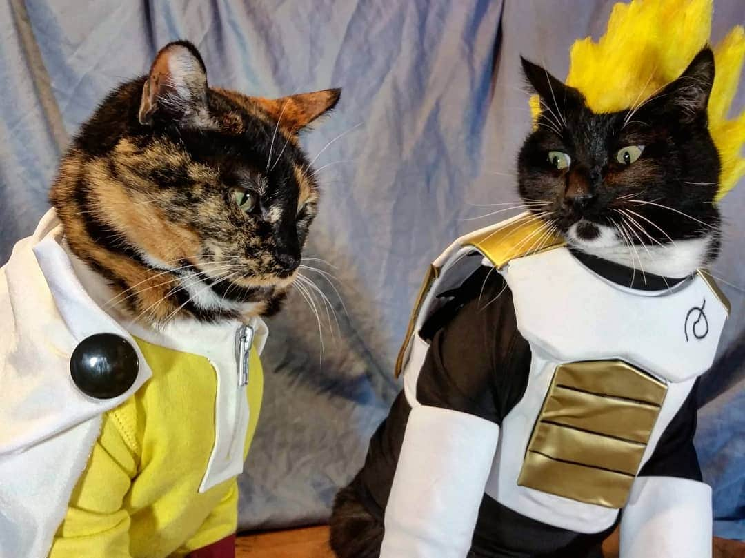 猫コスプレさんのインスタグラム写真 - (猫コスプレInstagram)「"Truth is... having pure overwhelming power is boring." ~ Saitameow  #OnePunchMan #DragonBallSuper #Saitama #Vegeta #caturday . . . . . . . . . . #dbs #dbz #opm #opmcosplay #onepunchmancosplay #dragonball #vegetacosplay #catcosplay #catcostume #cosplay #anime #animecosplay」7月7日 4時14分 - cat_cosplay