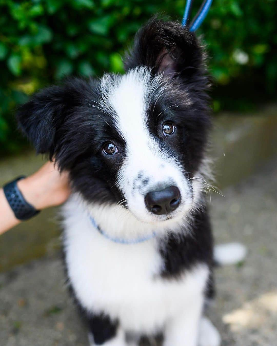 The Dogistさんのインスタグラム写真 - (The DogistInstagram)「Spider, Border Collie (4 m/o), Water Street, Woods Hole, MA • “He likes strawberry ice cream.”」7月7日 5時17分 - thedogist