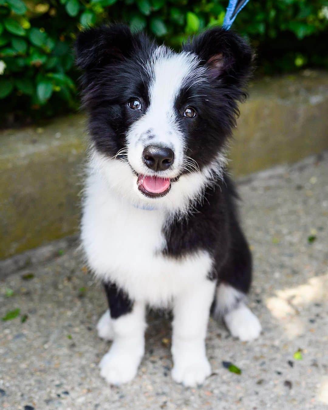 The Dogistさんのインスタグラム写真 - (The DogistInstagram)「Spider, Border Collie (4 m/o), Water Street, Woods Hole, MA • “He likes strawberry ice cream.”」7月7日 5時17分 - thedogist