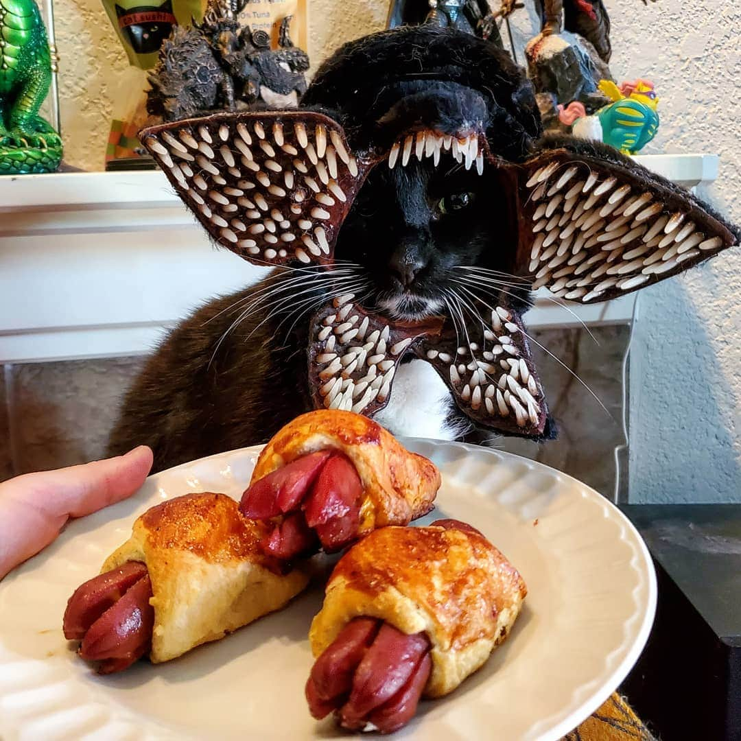 猫コスプレさんのインスタグラム写真 - (猫コスプレInstagram)「Going to a #StrangerThings3 Party and we're bringing wrapped Demo-dogs and a cheesy upside down dip.  #StrangerThings #Demogorgon . . . . . . . . . . . #strangerthingscosplay #caturday #horror #bodyhorror #catcosplay #catcostume #kitty #partyfood #themefood #cat」7月7日 5時59分 - cat_cosplay