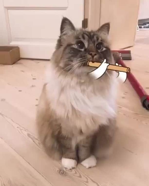 Aww Clubのインスタグラム