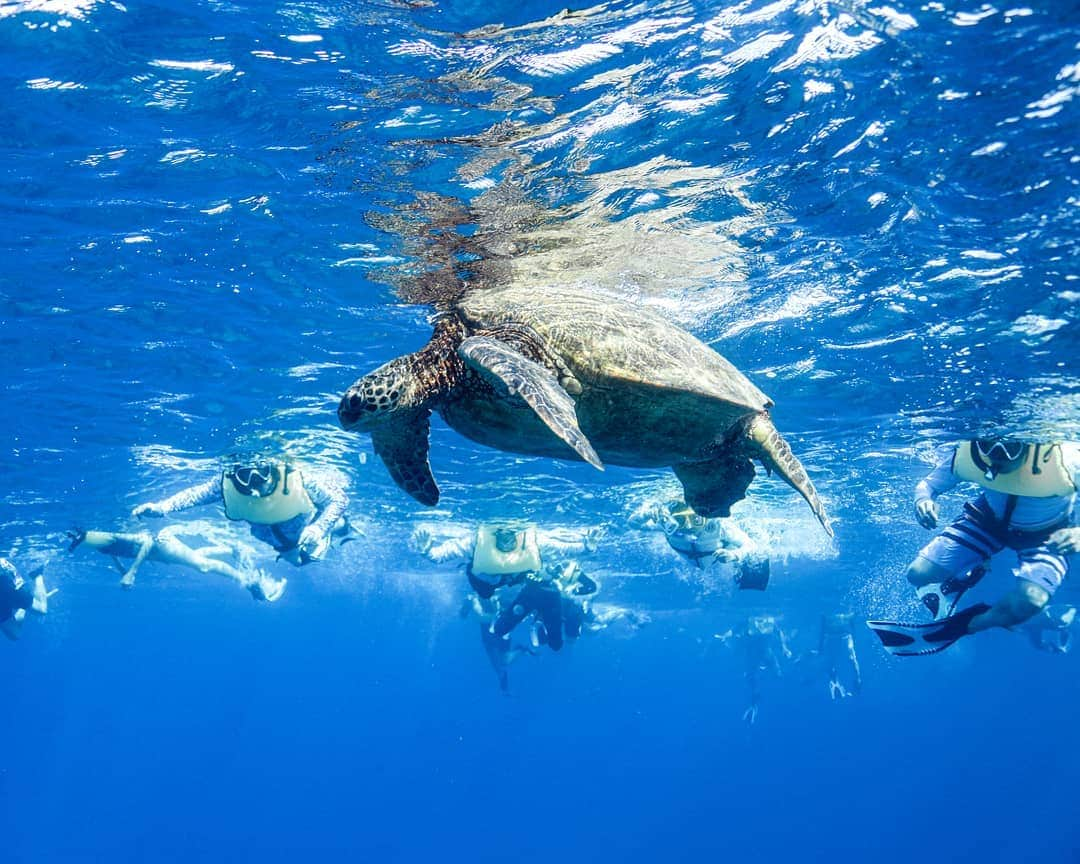 And Youさんのインスタグラム写真 - (And YouInstagram)「How YOU can help protect our marine life:  1. Reduce Your Use of Single-Use Plastics  2. Recycle Aluminum and Glass 3. Participate In (or Organize) a Beach Cleanup 4. Support Bans on Single-Use Plastic  5. Avoid Products Containing Microbeads  6. Spread the Word  7. Support Organizations Addressing Plastic Pollution . . . . . . . . . . . . .  #dolphintours #dolphinsandyou #honu #oahu #hawaii #oahuhawaii #hawaiivacation #marinefacts #sealife #oceanlife #hawaiistagram #unrealhawaii #seaturtles #oceanconservation」7月7日 6時22分 - dolphinsandyou