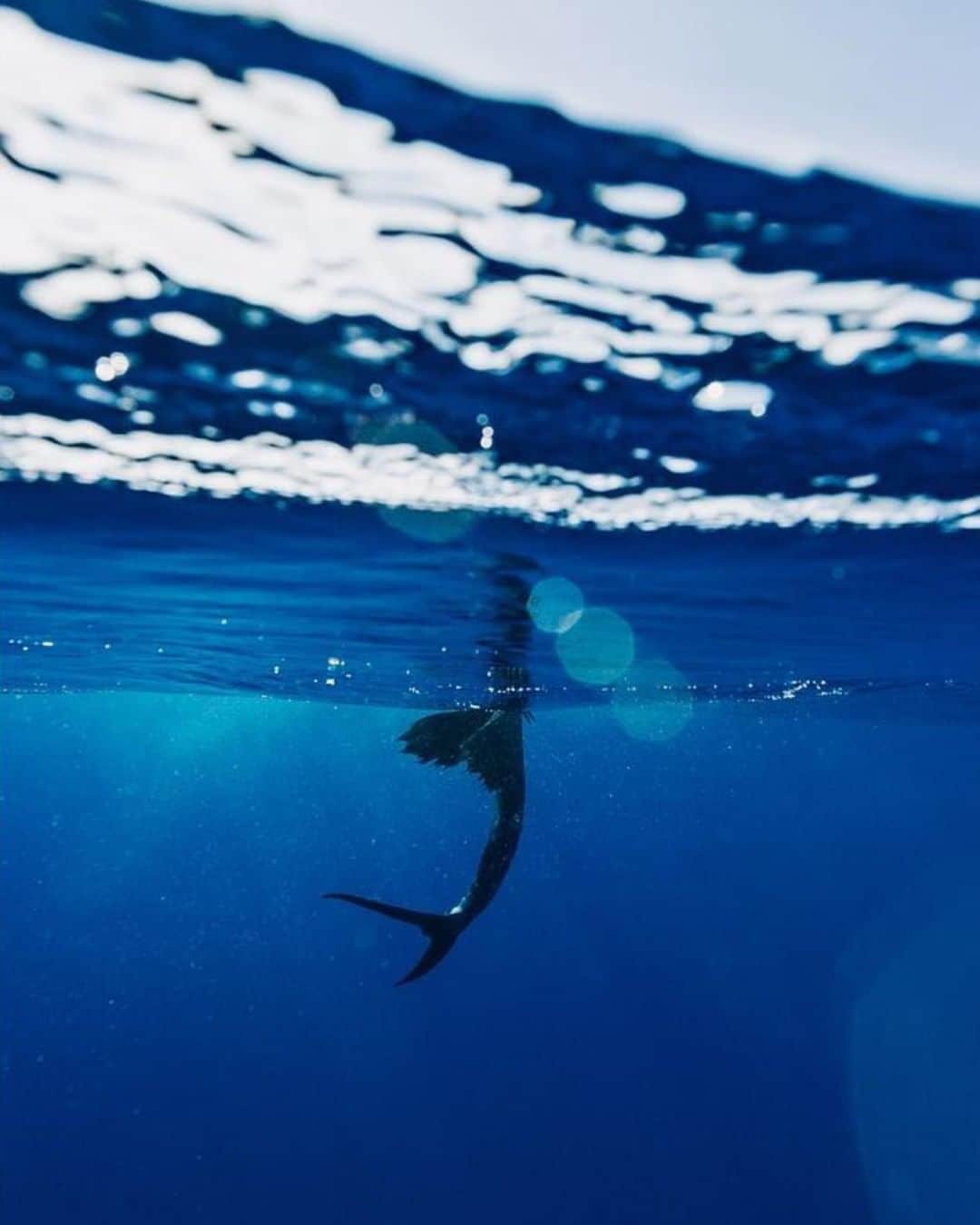 Costa Sunglassesのインスタグラム：「Pre-launch sequence. 📷: @austincoit #SeeWhatsOutThere」