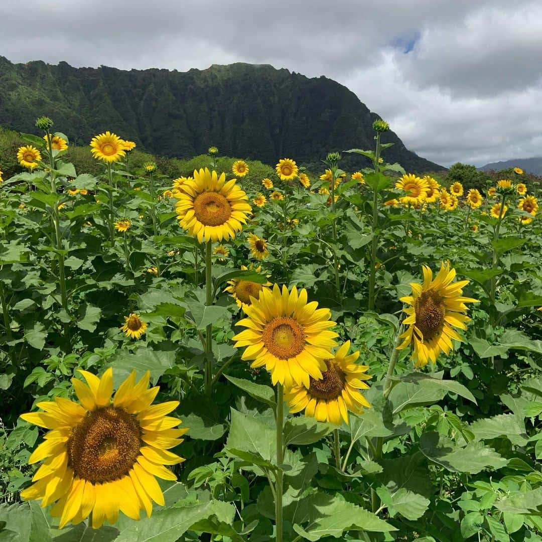 Aloha Street アロハストリートさんのインスタグラム写真 - (Aloha Street アロハストリートInstagram)「ワイマナロのひまわり畑へ🌻🌻🌻 ・ たくさんの大きなひまわりが元気に咲いていましたよ😊（エリカ） ・ #ハワイ#ひまわり畑#hawaii#sunflower」7月7日 17時34分 - alohastreetcom_hawaii