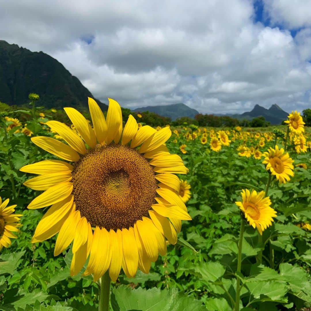 Aloha Street アロハストリートさんのインスタグラム写真 - (Aloha Street アロハストリートInstagram)「ワイマナロのひまわり畑へ🌻🌻🌻 ・ たくさんの大きなひまわりが元気に咲いていましたよ😊（エリカ） ・ #ハワイ#ひまわり畑#hawaii#sunflower」7月7日 17時34分 - alohastreetcom_hawaii