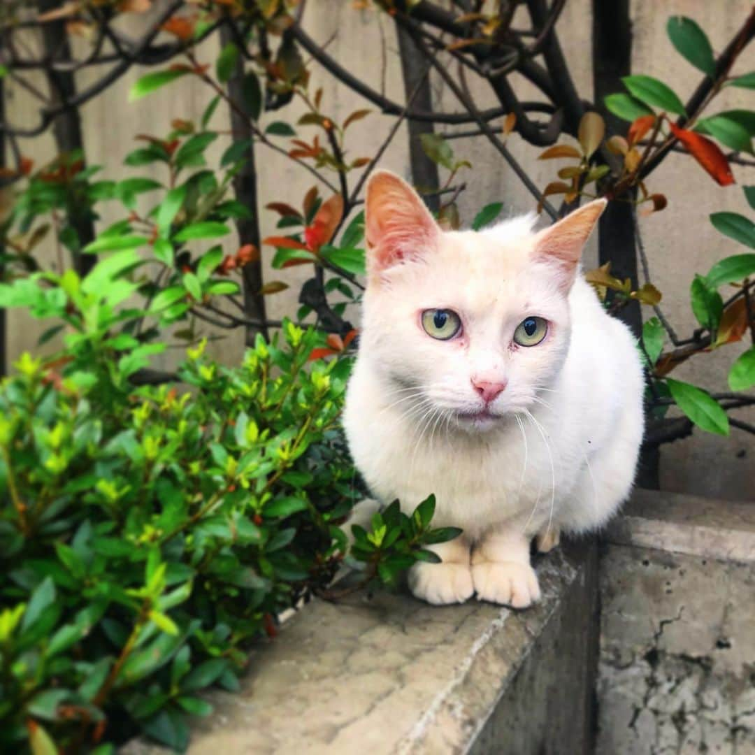 Шамов Дмитрийさんのインスタグラム写真 - (Шамов ДмитрийInstagram)「Уличный котик | Stray cat | 野良猫 #japan #tokyo #cat #japanese #nature #animals #travel #traveling #trip #travelgram #shamovdmitry #япония #токио #кот #путешествие #животные #шамовдмитрий #日本 #東京 #旅行 #猫 #動物」7月7日 16時06分 - shamovdmitry