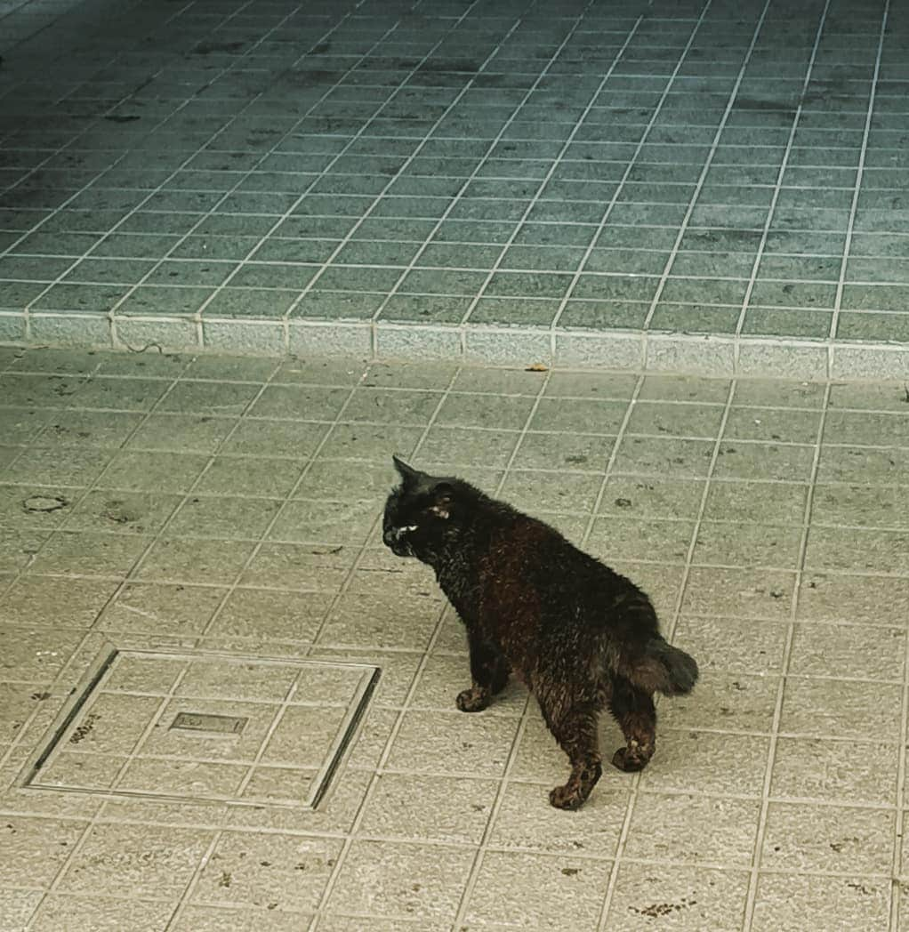 高見こころさんのインスタグラム写真 - (高見こころInstagram)「雨の日のお散歩☔  猫に会いに来たけど、やっぱり雨だから全然会えなかった😂  根津で焼き鳥屋さんで食べた丼ランチが美味しすぎた💕  #雨散歩 #谷中銀座 #夕焼けだんだん #ねこのまち #根津ランチ #焼き鳥丼 #親子丼」7月7日 16時07分 - cocoro_takami