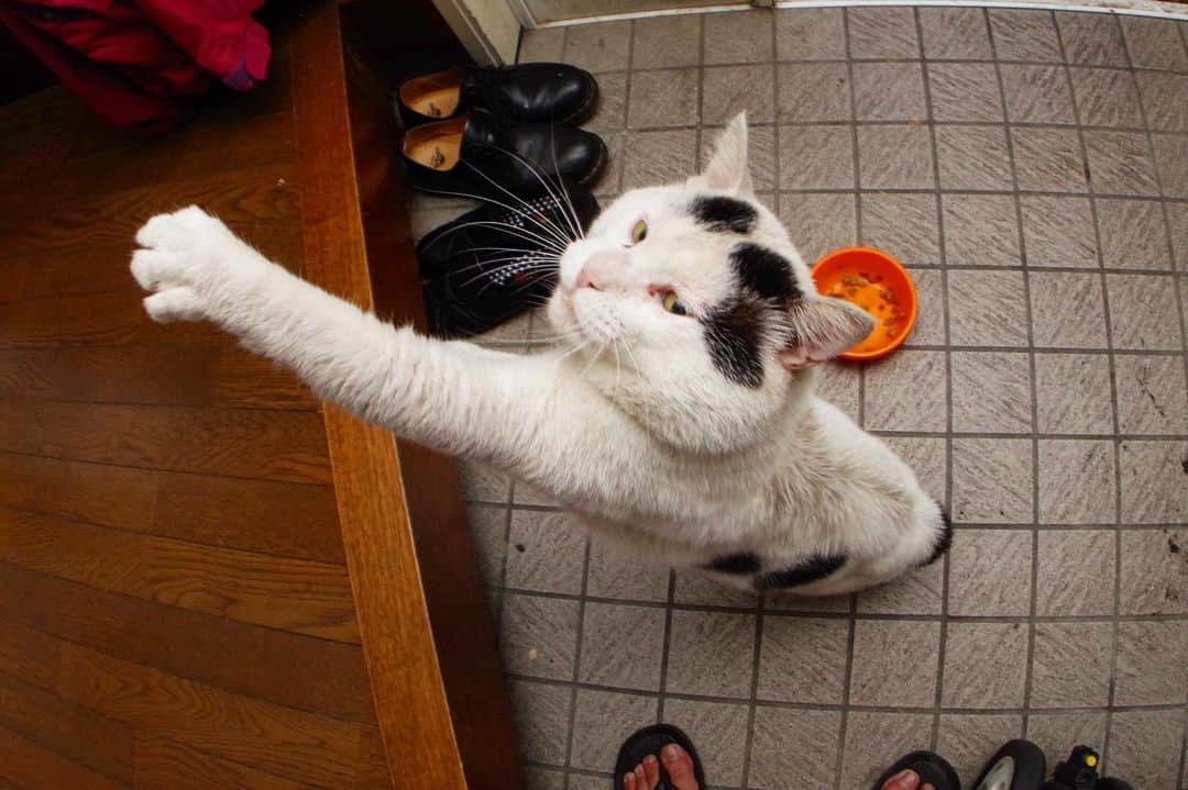 Kachimo Yoshimatsuさんのインスタグラム写真 - (Kachimo YoshimatsuInstagram)「ナナクロ、左ストレート！ #uchinonekora #nanakuro #sotononekora #吉松食堂 #neko #cat #catstagram #kachimo #猫 #ねこ #うちの猫ら http://kachimo.exblog.jp」7月7日 16時08分 - kachimo