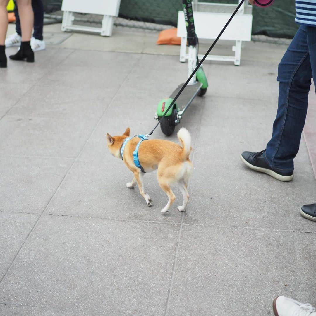 豆柴にこちゃんさんのインスタグラム写真 - (豆柴にこちゃんInstagram)「🐶 こちらはもう寝る時間。 明日の夜には家に帰るからねー にこちゃん待っててネー . 今日のLA写真は、サンタモニカ。 桜田淳子も来てって言ってたあの場所です🎤 . #昭和歌謡 #LA犬盗撮 . #柴犬#豆柴#pecoいぬ部#犬#わんこ#犬#ここ柴部#shibainu#dog#mameshiba#pecotv#dog#いぬのきもち部#しばいぬ#しばけん#こいぬ#シバイヌ#いぬ#イヌ#赤柴#マメシバ#ペット#日本犬#子犬#puppy#doggo#pet#시바견#강아지#개」7月7日 16時07分 - nikochan.mame48