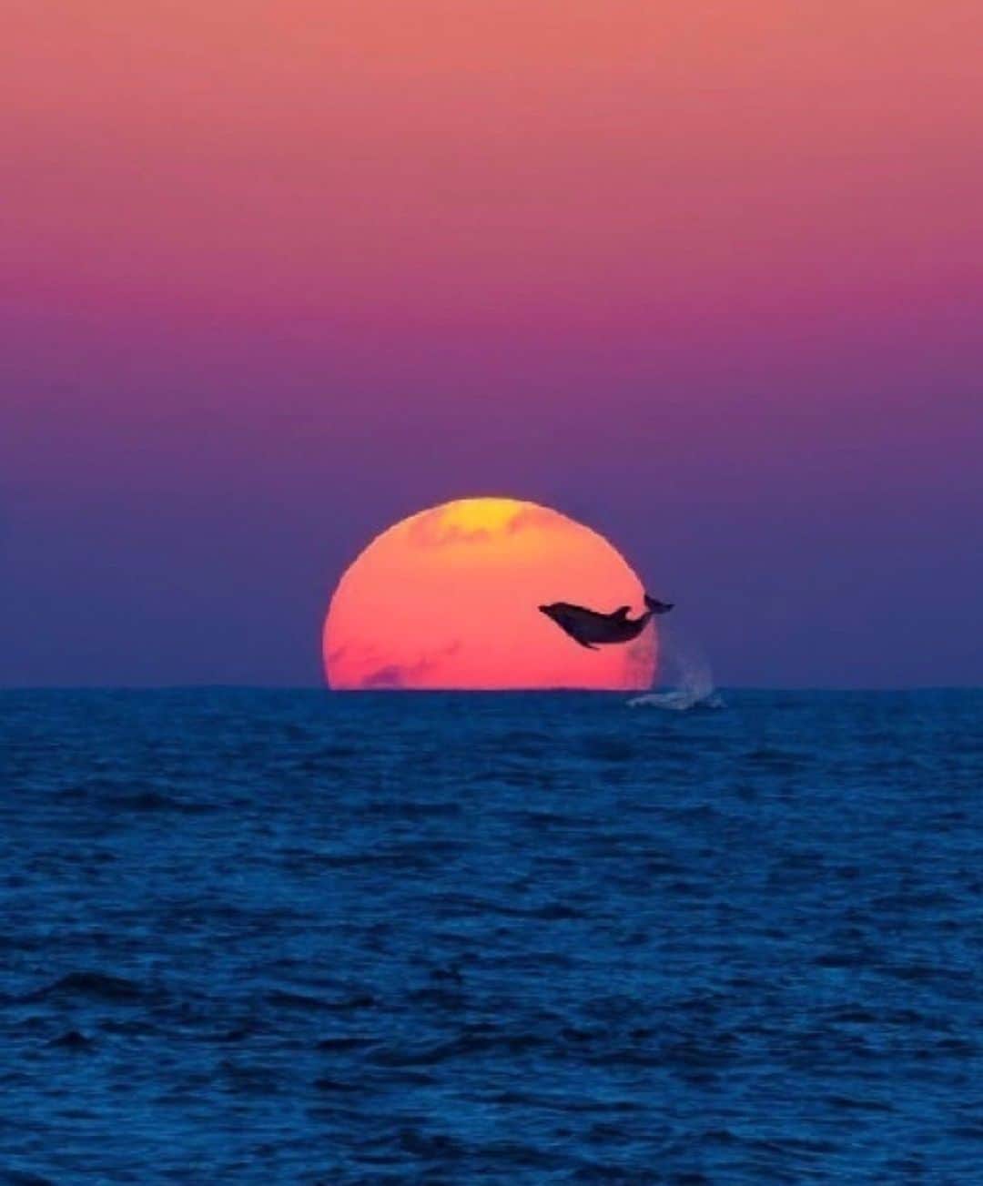 Earth Picsさんのインスタグラム写真 - (Earth PicsInstagram)「Dolphin 🐬 Sunset 🌅 photo by Sadri Payet . if you have some earthpix worthy photos send us a DM . . . . . #earthpix  #wildlifephotography  #photography  #earth  #travel  #animals  #nature  #naturephotography  #awesome_earthpix #travelblog, #travels, #traveladdict, #travellife, #travelphoto, #travelpics, #traveldiaries, #travelbug, #travelawesome, #travelpic, #travelers, #travelgirl, #traveldiary, #traveldeeper, #travellingthroughtheworld, #travellers, #travelmore,#traveller, #travellersclub,」7月7日 16時14分 - earthpix