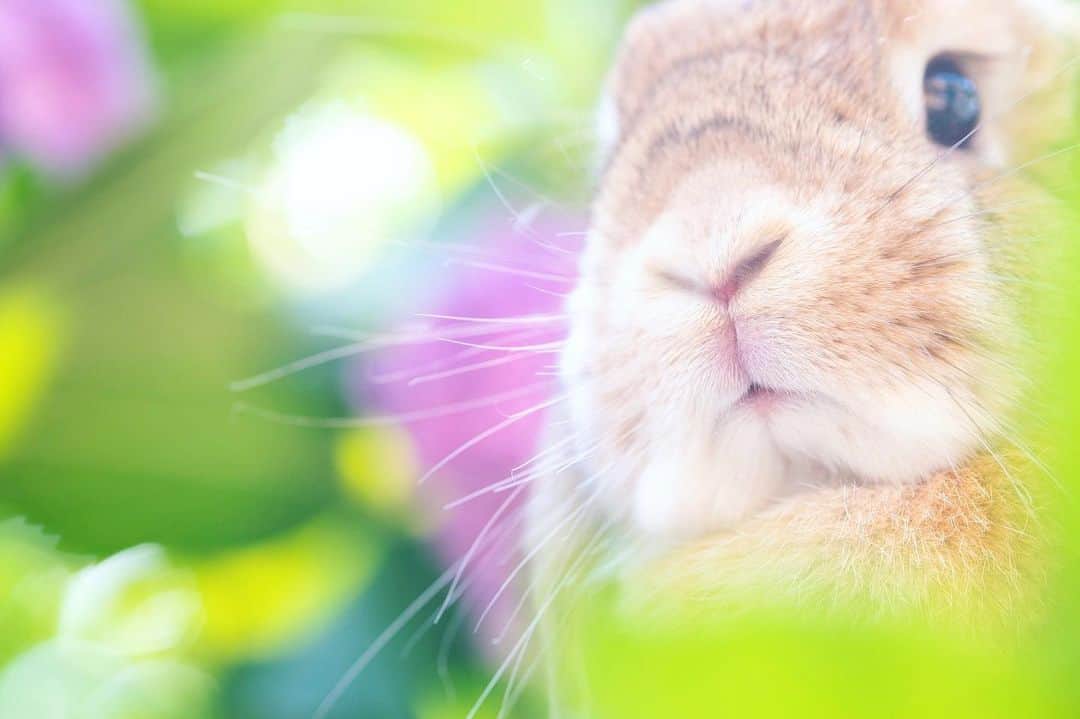 のインスタグラム：「キラキラおめめ🤩 昨日の #土アップ祭 にポストしたかったのにインスタの不具合で本文が全部消え…😂 今日の投稿になりました💦 七夕ですが、数年ぶりの晴れではないでしょうか？ 織姫様と彦星様会えるとイイな💕 ＊ ＊ ＊ #うさぎ #rabbit #bunny #ふわもこ部  #WeeklyFluff #igersjp  #tokyocameraclub #東京カメラ部  #神戸カメラ部  #bunnystagram  #myfujilove  #今日もx日和 #xt3 #xf90mmf2  #うさぎ部 #ホーランドロップ #hollandlop  #ファインダー越しの私の世界 #art_of_japan #aoj_bokeh」
