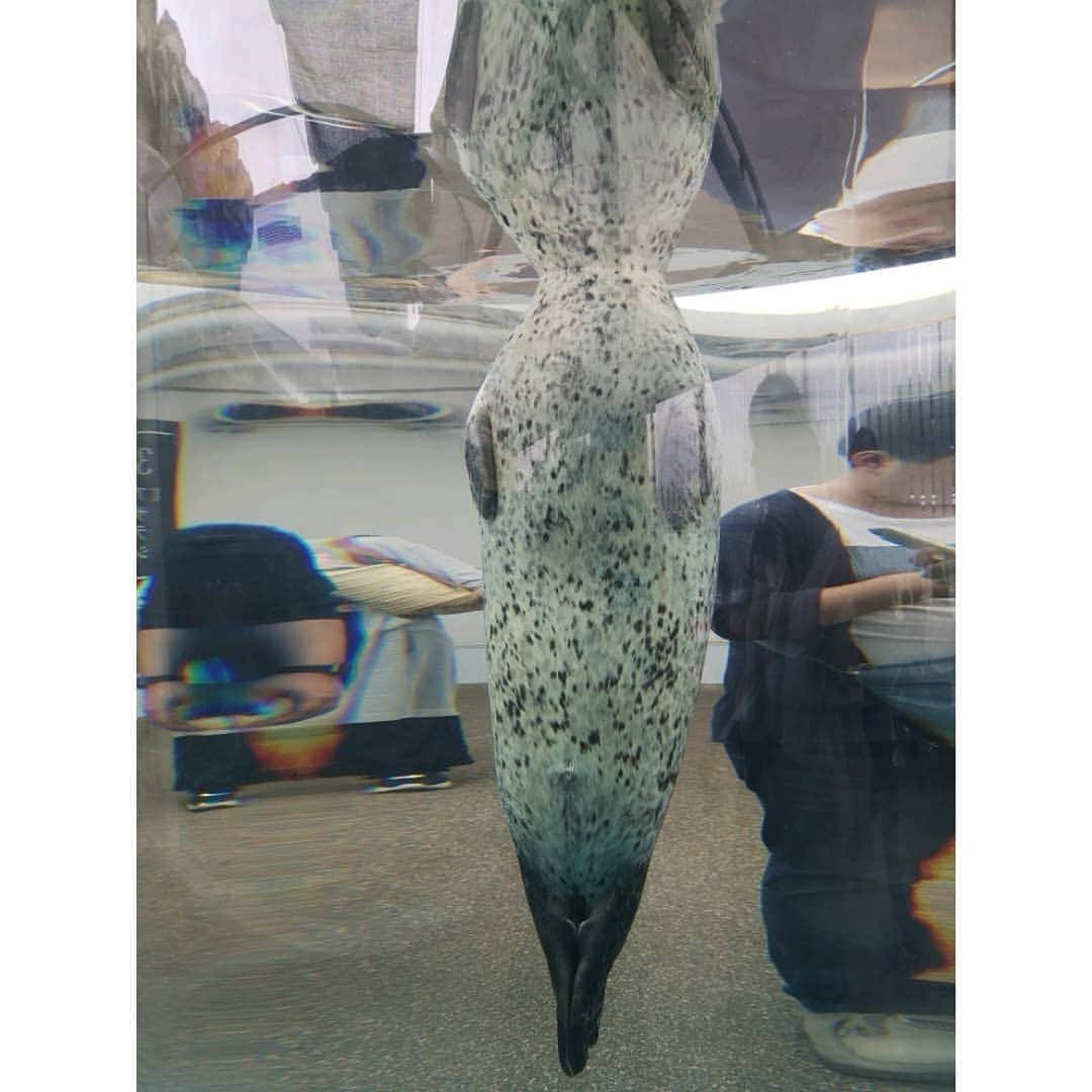 鬼頭由芽さんのインスタグラム写真 - (鬼頭由芽Instagram)「やっぱり水族館が好き☺️ アザラシが好き☺️ またアイスランド行きたいなぁ⛰️ ・ ペンギンの相関図が壮絶だった🐧 一人、ペンギンに優越感を抱いている飼育員さんがいた🐧🐧🐧」7月7日 16時56分 - xxyumeyumexx