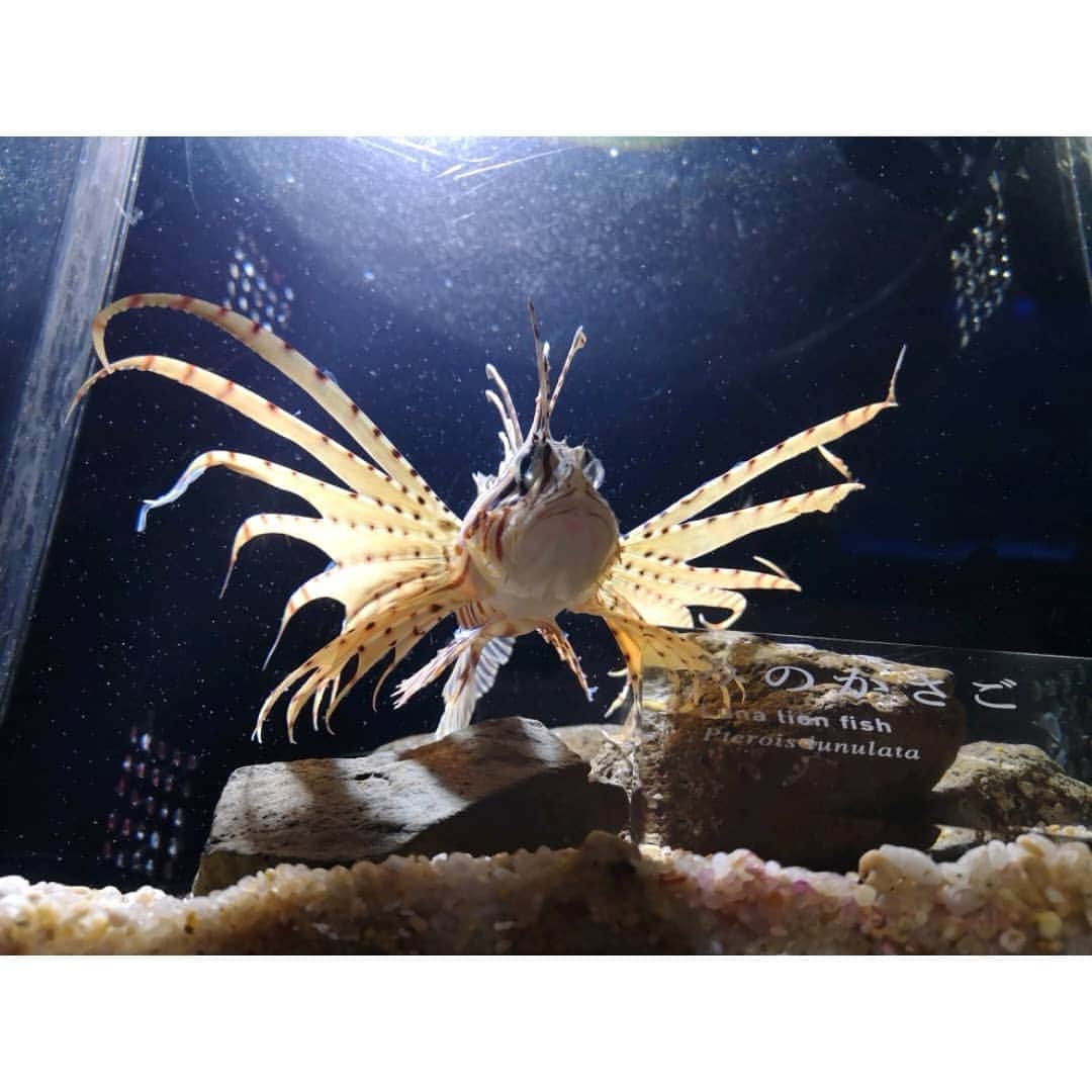 鬼頭由芽が行ったことがあるグルメインスタ Instagrammers Gourmet