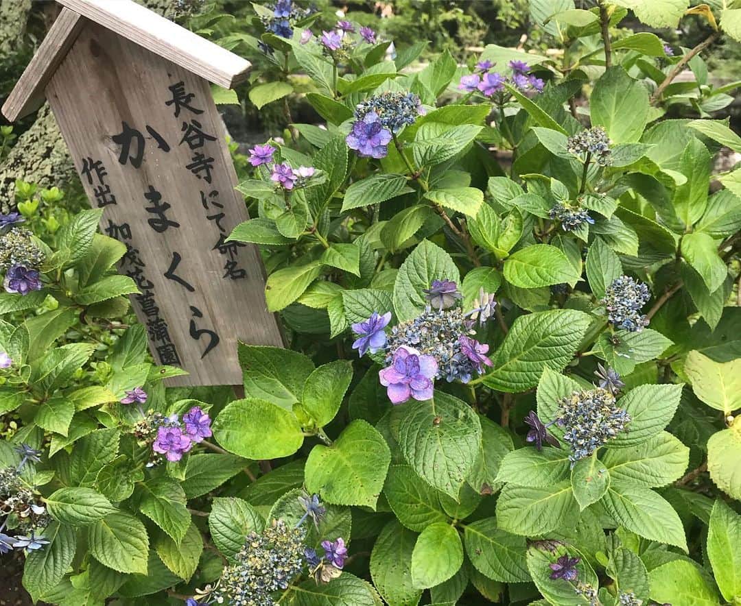 村上りいなさんのインスタグラム写真 - (村上りいなInstagram)「鎌倉に行ってきました。 初めて人力車に乗って由比ヶ浜まで😌 初の人力車はちょっと特別な感じがして新鮮でした。 お寺の事とか詳しく教えて下さって色々知れて楽しかった🎶 長谷寺の紫陽花の時期は終わってたけど、可愛いお地蔵さまと、ハートの石が見つけられたからいいことありそうだなって思った。 とってもいい旅になりました。🥰 #鎌倉 #由比ヶ浜 #長谷寺 #えびす屋人力車 #えびす屋 #人力車 #海 #yuigahama #神奈川 #あじさい #beautiful #view #sea #temple #旅」7月7日 17時01分 - riina_murakami