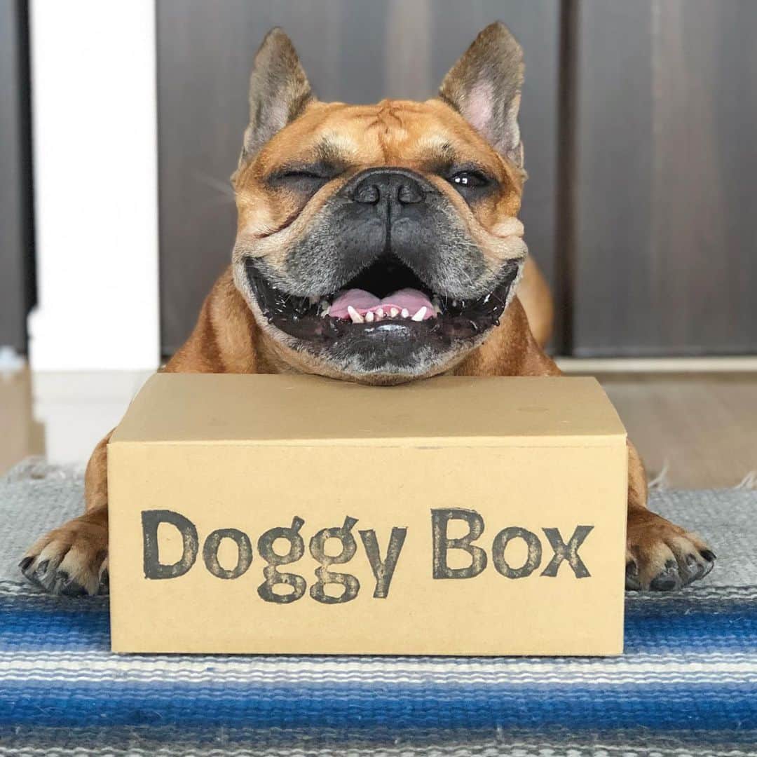 trs0609さんのインスタグラム写真 - (trs0609Instagram)「. . . ウインクビッグスマイル〜💙 . @doggybox_jp 届いた〜🐖💨 .テーマは『カジノ』 . スロットのおもちゃ可愛い😬🎰✨ . 7月7日🎋にスリーセブン🎰、7続き✨ 頑張ってるおトーラにいいことありそうだ☺️✊💫 . 大好きなおやつもたくさん🐖💨 .お試しのイヤークリーナーも大事な時間にね😉💖 . . #doggybox #ドギボ #frenchbulldog #frenchies1 #frenchieworld #redfawn #フレンチブルドッグ #フレブル #フォーン」7月7日 17時07分 - trs0609
