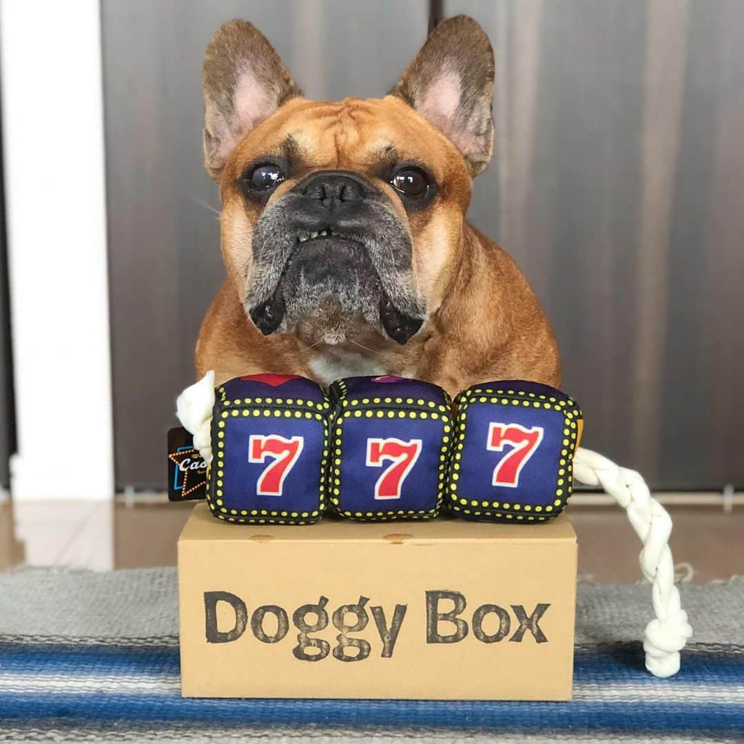 trs0609さんのインスタグラム写真 - (trs0609Instagram)「. . . ウインクビッグスマイル〜💙 . @doggybox_jp 届いた〜🐖💨 .テーマは『カジノ』 . スロットのおもちゃ可愛い😬🎰✨ . 7月7日🎋にスリーセブン🎰、7続き✨ 頑張ってるおトーラにいいことありそうだ☺️✊💫 . 大好きなおやつもたくさん🐖💨 .お試しのイヤークリーナーも大事な時間にね😉💖 . . #doggybox #ドギボ #frenchbulldog #frenchies1 #frenchieworld #redfawn #フレンチブルドッグ #フレブル #フォーン」7月7日 17時07分 - trs0609