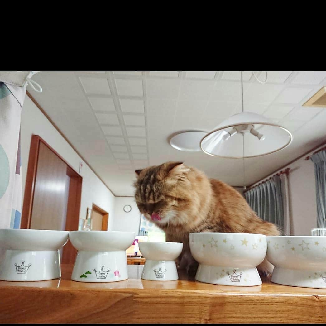 猫壱（ねこいち•ネコイチ）さんのインスタグラム写真 - (猫壱（ねこいち•ネコイチ）Instagram)「【Instagramに投稿して猫壱商品を貰っちゃおう✨】 ▫ お水はどれかなー？ ▫ ▫ #たくさん並んだハッピーダイニング #どれで飲んでどれで食べるか迷っちゃうね♪ ▫ ▫ :::::::::#猫壱 ::::::: #猫壱キャンペーン 7月は#ハッピーダイニング ウォーターボウル が対象です👍 対象商品をお持ちの皆様、ぜひご応募くださいね❤ ▫ ▫ Instagramに登場した商品はプロフィールのリンクよりご覧いただけます🎶 気になる方は @necoichicojp からチェックしてくださいね❤ ▫ #限定脚付ウォーターボウル #限定脚付フードボウル #ハッピーおやつ皿▫ Repost from @mogumogu.san15 thank-you💕💕💕💕」7月7日 17時09分 - necoichicojp