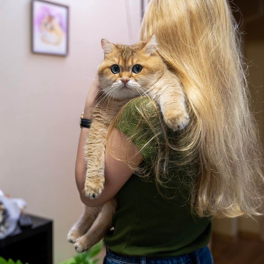 Hosicoさんのインスタグラム写真 - (HosicoInstagram)「I'm mommy's little angel 💞」7月7日 17時18分 - hosico_cat