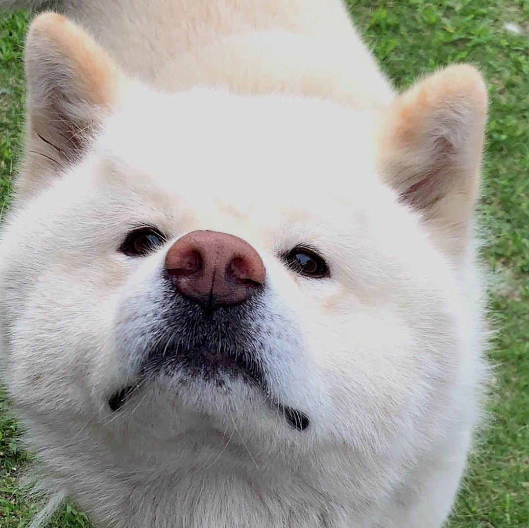 水谷雅子さんのインスタグラム写真 - (水谷雅子Instagram)「おはようございます！🐶😊🎋 今朝は晴れ☀️ 朝から蒸し暑いです💦 洗濯日和で一気にやっちゃいます！ マグもそろそろシャンプーしないとね！🧴 みなさん良い休日をお過ごし下さいね❣️ #秋田犬#秋田犬マグ#犬#dog  #akitainu」7月7日 8時42分 - mizutanimasako