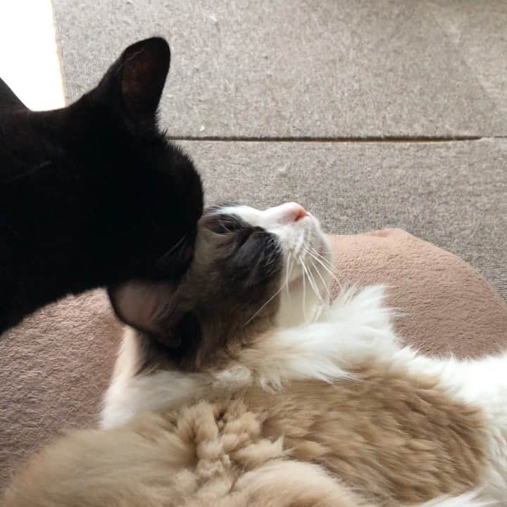 ホタテ＆クラム＆シラスのインスタグラム：「なかよし #cat #neko #blackcat #猫 #ねこ #黒猫 #catstagram #instagram #instagramjapan #ig_japan #igersjp #ragdoll #ラグドール」