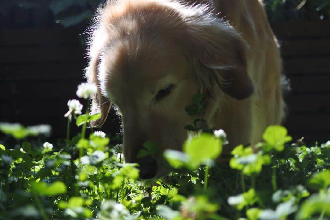 ともさんのインスタグラム写真 - (ともInstagram)7月7日 9時16分 - tomowithdog