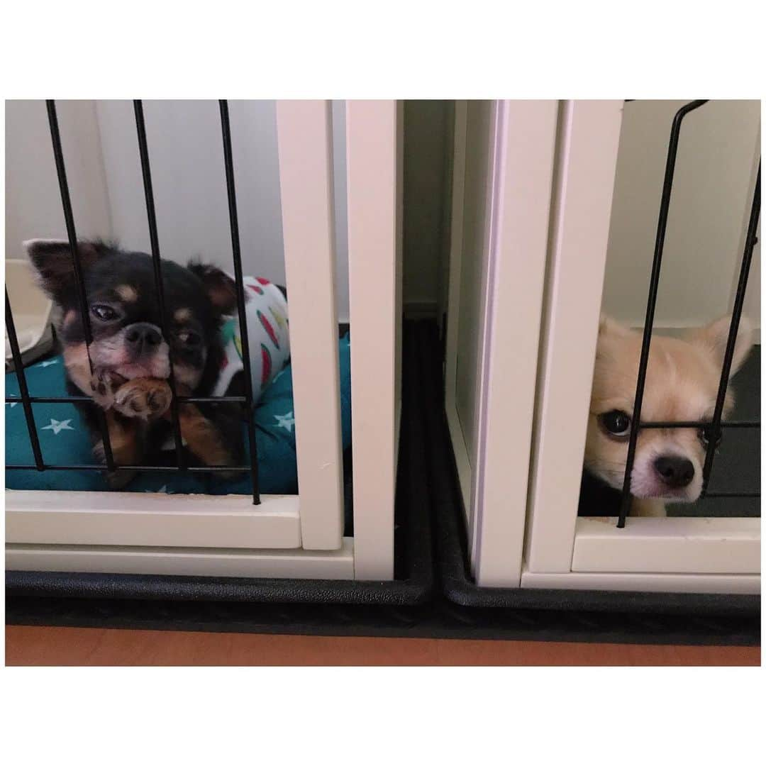 有明ゆなさんのインスタグラム写真 - (有明ゆなInstagram)「どんな顔してるんだよ！笑笑 . . . . #愛犬 #愛犬🐶 #愛犬家 #愛犬との暮らし #ちわわん #ちわわ部 #ちわわ #ちわすたぐらむ #ちわわ親バカ部 #ちわわ大好き #チワワちゃん #チワスタグラム #チワワ #チワワ部 #チワワラブ #チワワ画像 #チワワ大好き #dog #dogstagram #dogs #instadog #ぶちゃかわ #ぶちゃいく #ぶちゃ」7月7日 9時54分 - ariake_yuna